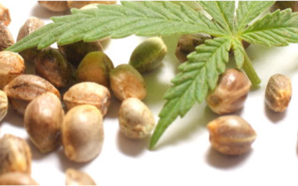 semi cannabis - Una panoramica sulla normativa dei semi di cannabis